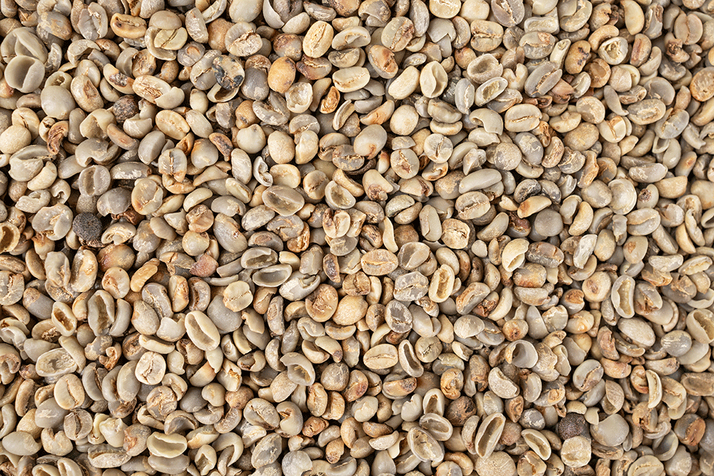 Mold in Coffee: The Mycotoxin and Mold Myth