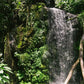Costa Rican | Aquiares Estate | Red Honey