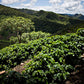 Bolivia | Floripondio | Batian Natural